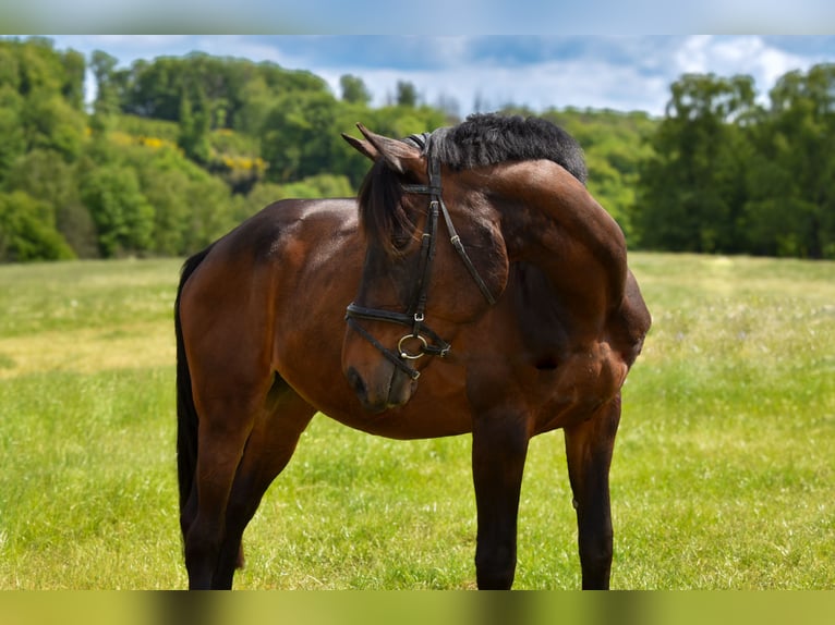 Renano Caballo castrado 15 años 174 cm Castaño in Wipperf&#xFC;rth