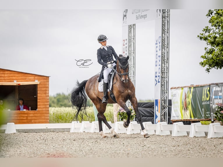 Renano Caballo castrado 15 años 175 cm Castaño oscuro in Haby