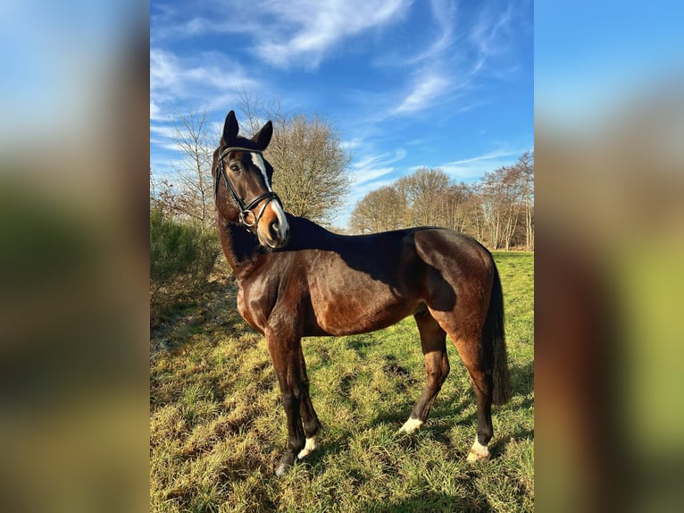 Renano Caballo castrado 15 años 178 cm Castaño oscuro in Wietmarschen