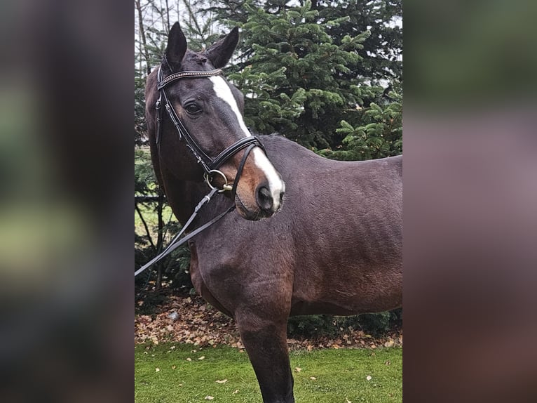 Renano Caballo castrado 15 años 178 cm Castaño oscuro in Wietmarschen