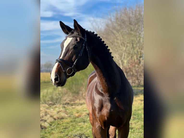 Renano Caballo castrado 15 años 178 cm Castaño oscuro in Wietmarschen