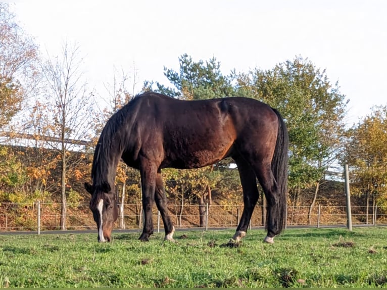 Renano Caballo castrado 15 años 178 cm Castaño oscuro in Wietmarschen