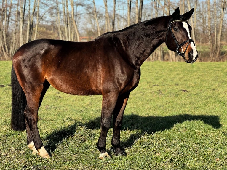 Renano Caballo castrado 15 años 178 cm Castaño oscuro in Wietmarschen