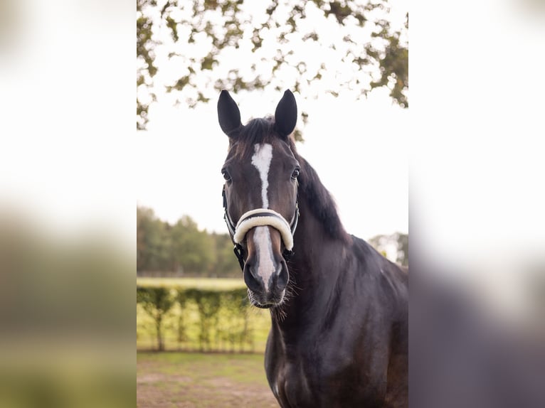 Renano Caballo castrado 15 años 178 cm Castaño oscuro in Wietmarschen