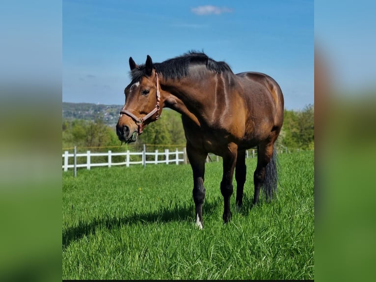 Renano Caballo castrado 15 años 185 cm Castaño in Dümpelfeld
