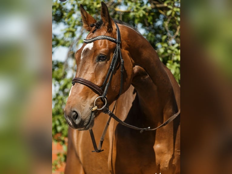 Renano Caballo castrado 15 años 185 cm Castaño in Dümpelfeld