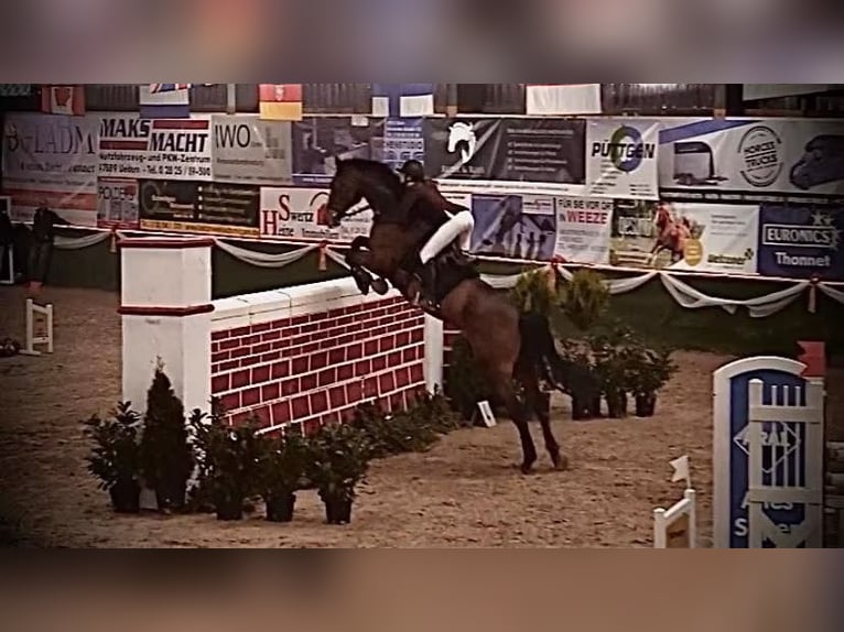 Renano Caballo castrado 15 años 187 cm Castaño in Cuxhaven