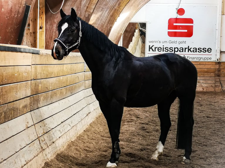 Renano Caballo castrado 15 años Castaño oscuro in Donaueschingen