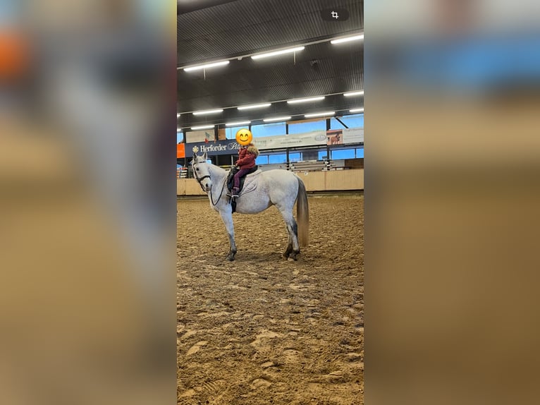 Renano Caballo castrado 16 años 160 cm Tordo in Vlotho