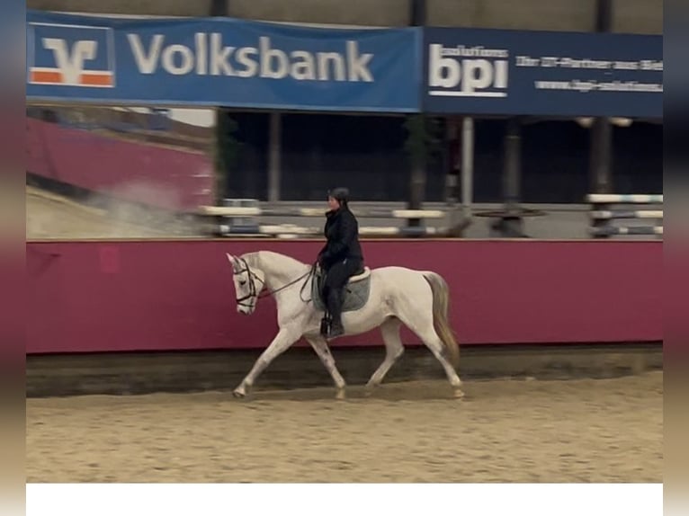 Renano Caballo castrado 16 años 160 cm Tordo in Vlotho