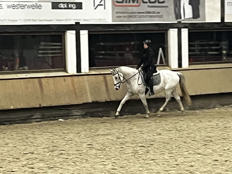 Renano Caballo castrado 16 años 160 cm Tordo in Vlotho