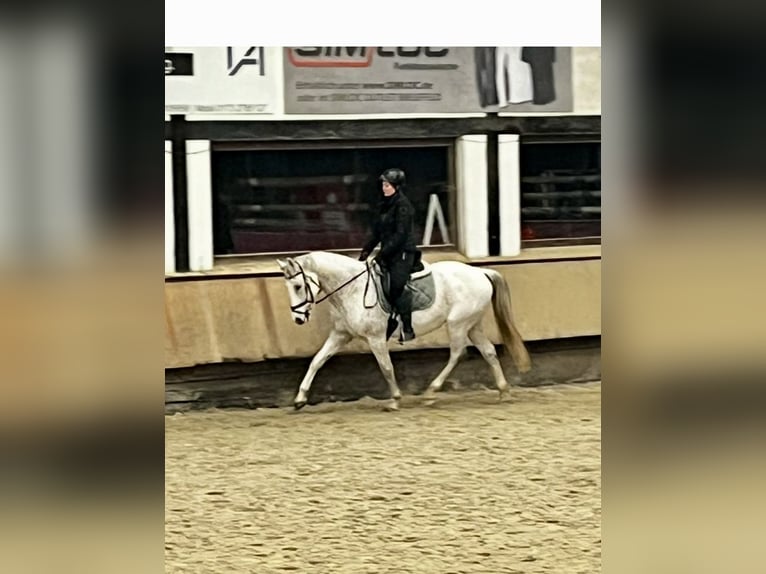 Renano Caballo castrado 16 años 160 cm Tordo in Vlotho