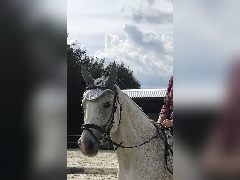 Renano Caballo castrado 16 años 160 cm Tordo in Vlotho