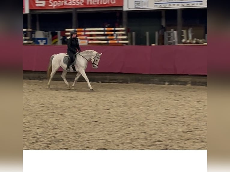 Renano Caballo castrado 16 años 160 cm Tordo in Vlotho