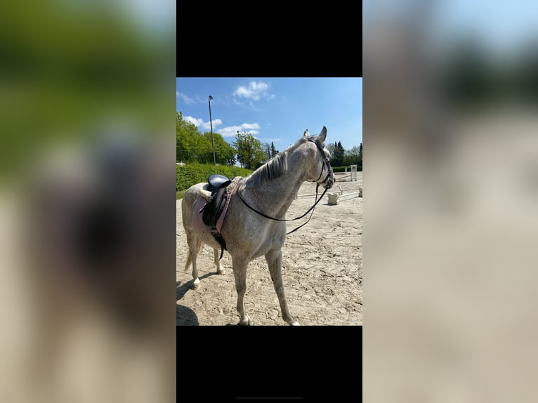 Renano Caballo castrado 16 años 160 cm Tordo in Vlotho