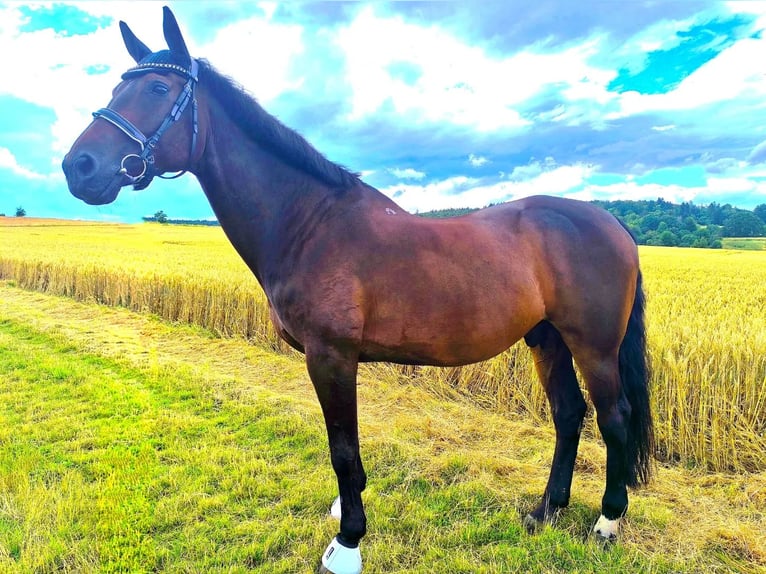 Renano Caballo castrado 16 años 168 cm Castaño in Wettenberg