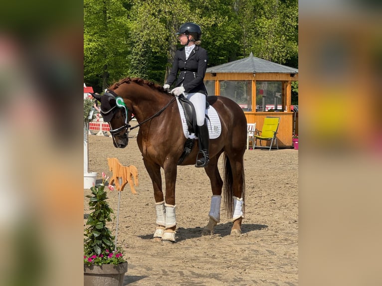 Renano Caballo castrado 17 años 165 cm Alazán-tostado in Münster