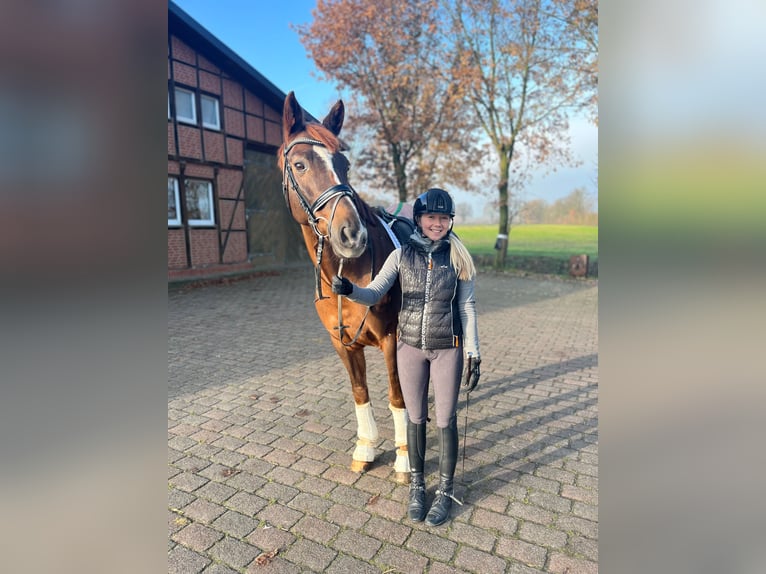 Renano Caballo castrado 17 años 165 cm Alazán-tostado in Münster