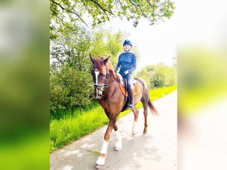 Renano Caballo castrado 17 años 165 cm Alazán-tostado in Münster