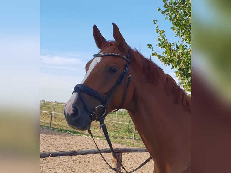 Renano Caballo castrado 17 años 170 cm Alazán in Vettweiß