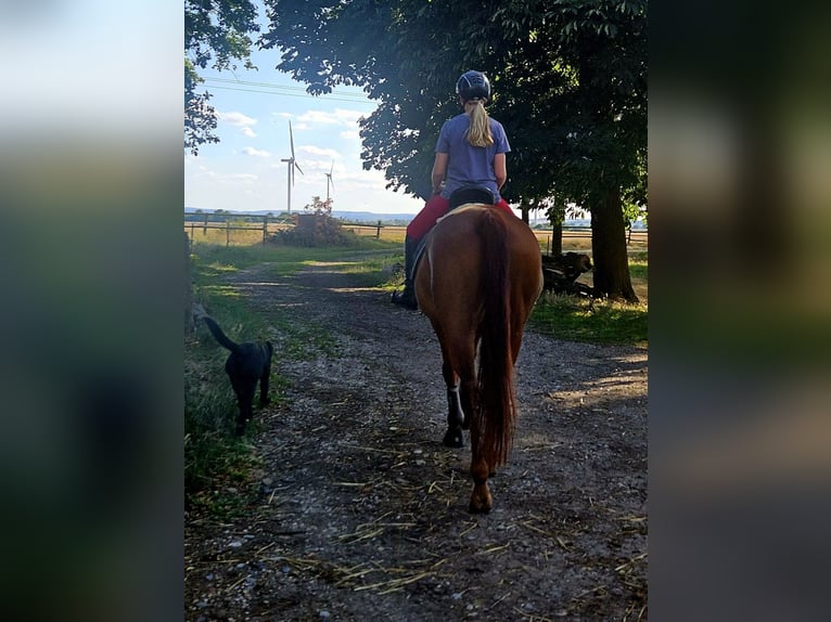 Renano Caballo castrado 17 años 170 cm Alazán in Vettweiß