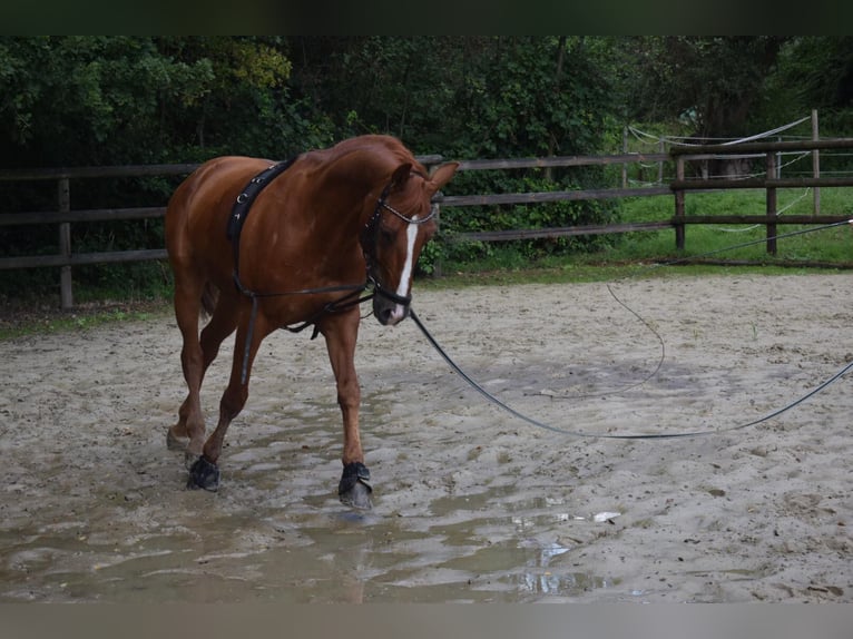 Renano Caballo castrado 17 años 174 cm Alazán in Bad Sachsa