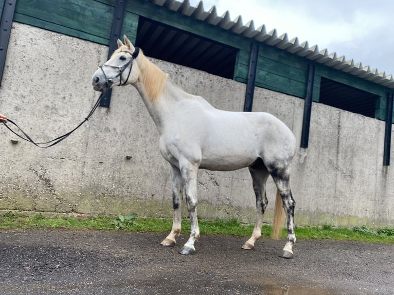 Renano Caballo castrado 17 años 176 cm Tordo in Eppelborn