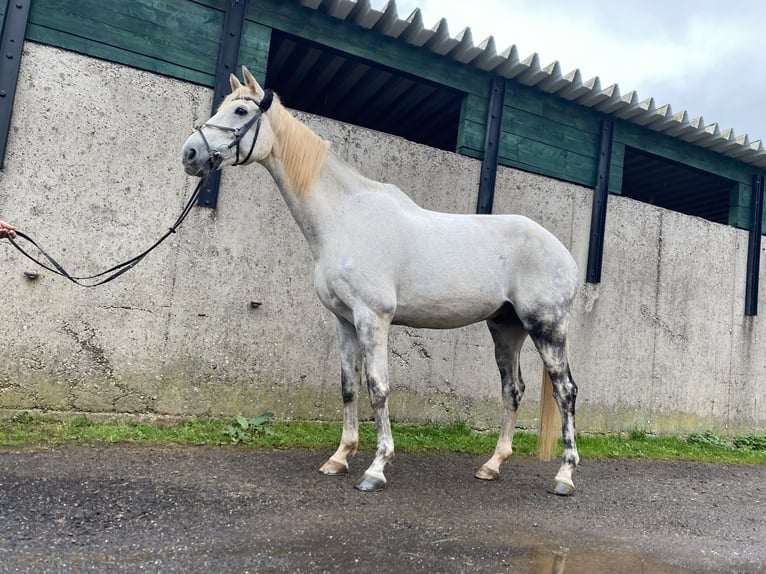 Renano Caballo castrado 17 años 176 cm Tordo in Eppelborn