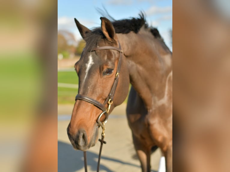 Renano Caballo castrado 18 años 170 cm Castaño in Geilenkirchen