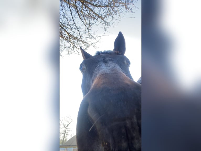 Renano Caballo castrado 18 años 176 cm Castaño oscuro in M&#xF6;nchengladbach