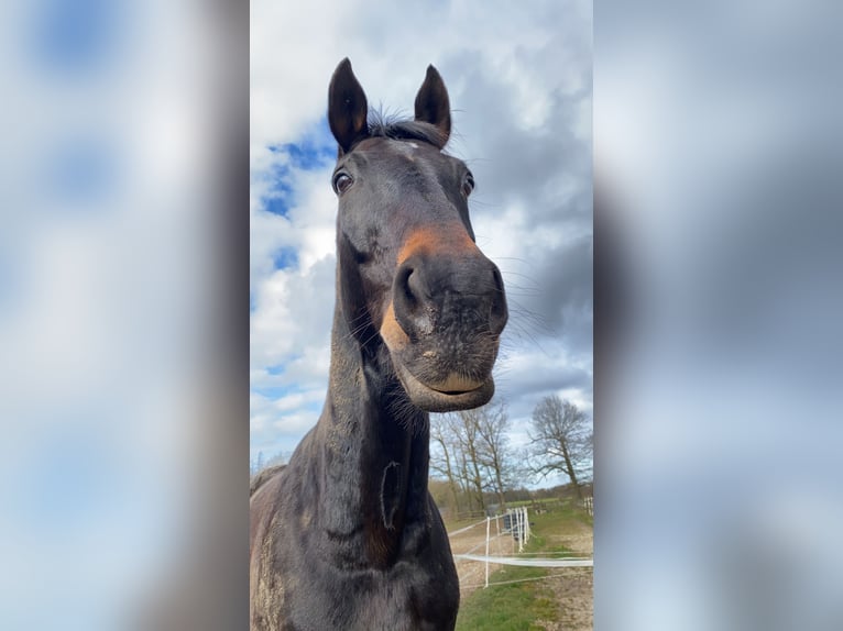 Renano Caballo castrado 18 años 176 cm Castaño oscuro in M&#xF6;nchengladbach