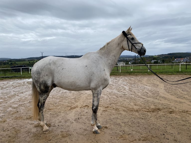 Renano Caballo castrado 18 años 176 cm Tordo in Eppelborn