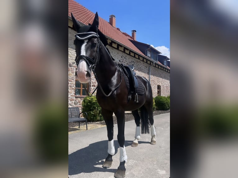 Renano Caballo castrado 19 años 172 cm Negro in ModautaL