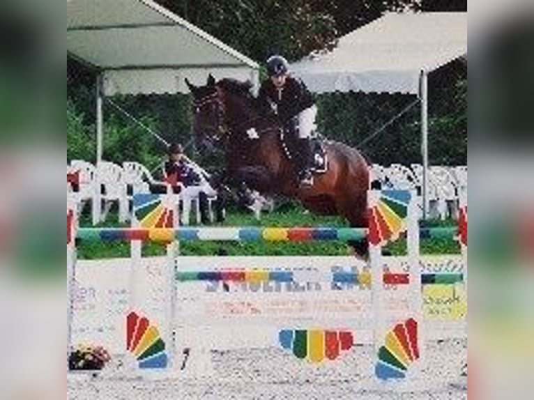 Renano Caballo castrado 20 años 170 cm Castaño oscuro in Goch
