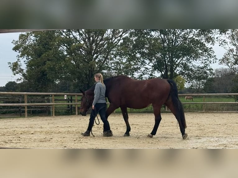 Renano Caballo castrado 23 años 171 cm Castaño in Krefeld