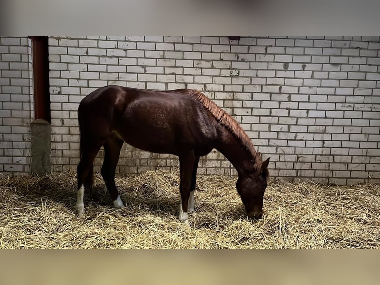 Renano Caballo castrado 2 años 166 cm Alazán in Eschweiler