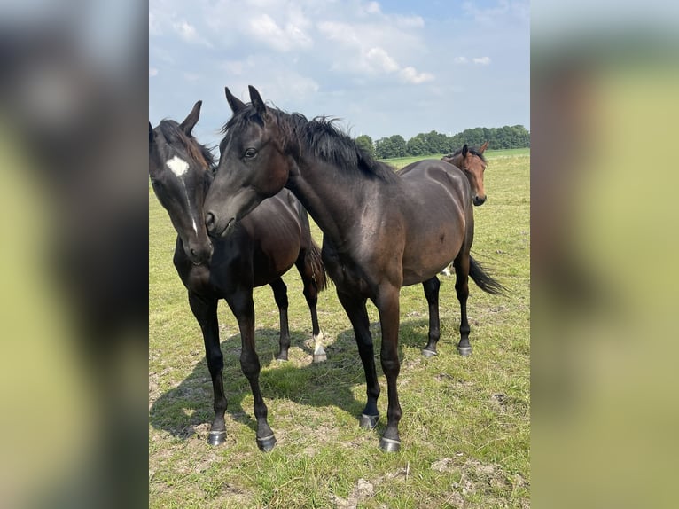 Renano Caballo castrado 2 años Negro in Krummhörn Rysum