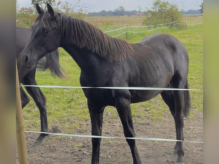 Renano Caballo castrado 2 años Negro in Krummhörn Rysum