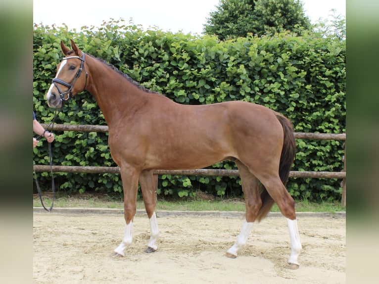 Renano Caballo castrado 3 años 163 cm Alazán in Wesel
