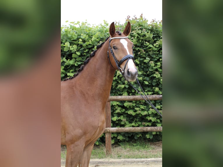 Renano Caballo castrado 3 años 163 cm Alazán in Wesel