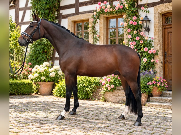 Renano Caballo castrado 3 años 167 cm Castaño in Bielefeld