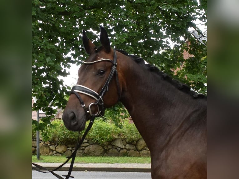 Renano Caballo castrado 3 años 167 cm Morcillo in Fredenbeck