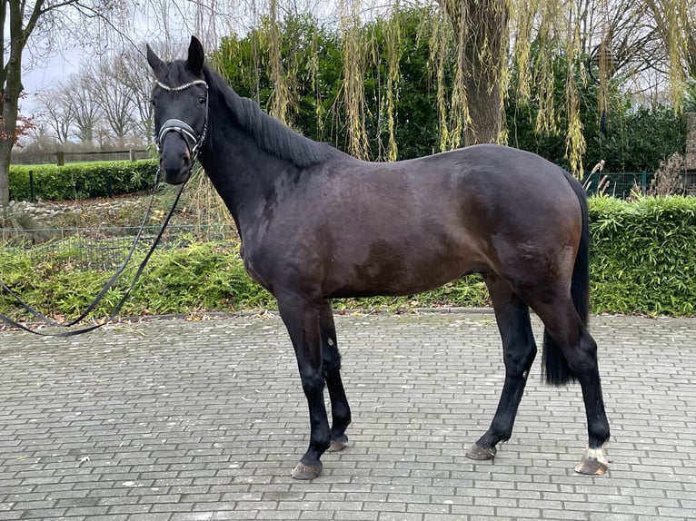 Renano Caballo castrado 3 años 168 cm Morcillo in Coesfeld