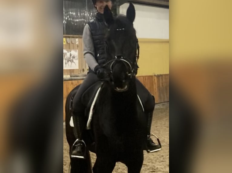 Renano Caballo castrado 3 años 168 cm Negro in WürselenWürselen