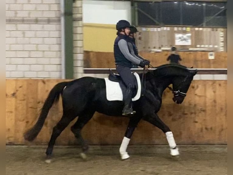 Renano Caballo castrado 3 años 168 cm Negro in WürselenWürselen