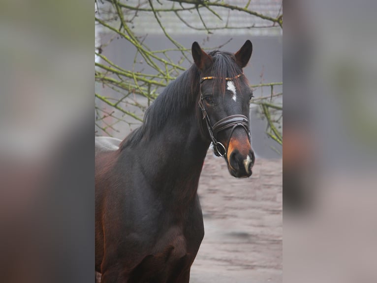 Renano Caballo castrado 4 años 164 cm Castaño in Wesel