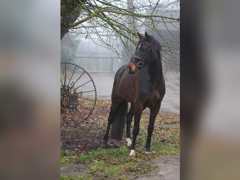 Renano Caballo castrado 4 años 164 cm Castaño in Wesel