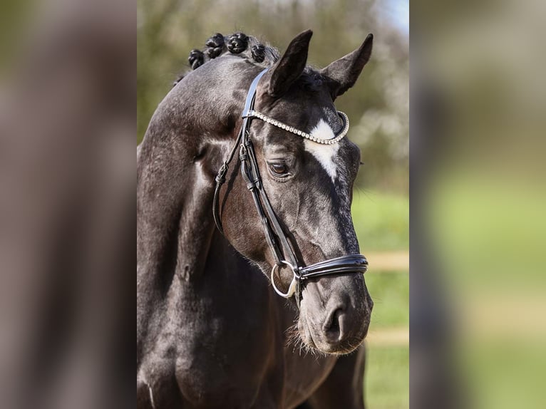 Renano Caballo castrado 4 años 164 cm Negro in Riedstadt