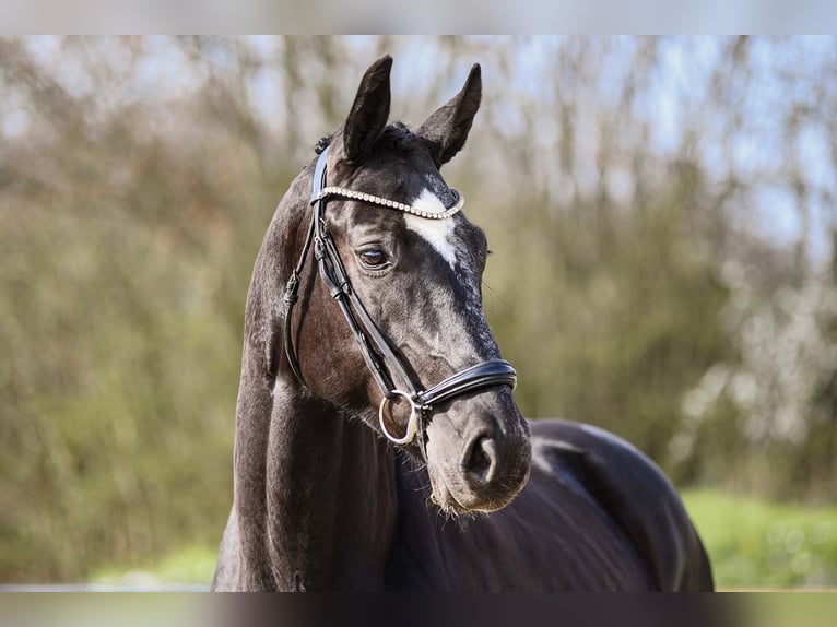 Renano Caballo castrado 4 años 164 cm Negro in Riedstadt