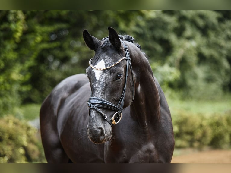 Renano Caballo castrado 4 años 164 cm Negro in Riedstadt